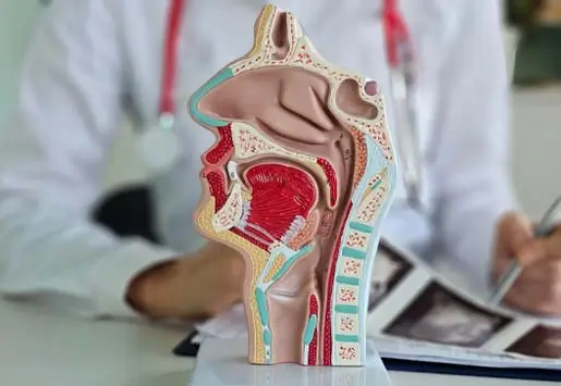 Esophageal Dilation thumb